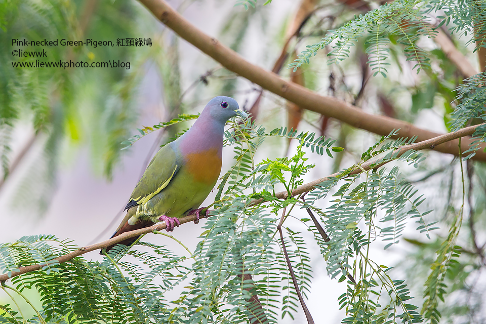 Columbidae Series Dove Pigeon 鸠鸽科 Liewwk Nature Liewwk Nature